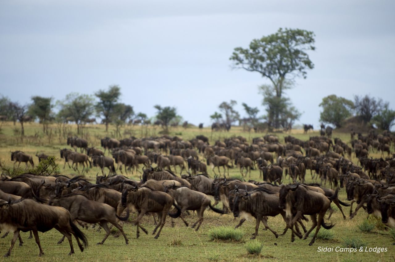 Interesting Facts About the Great Wildebeest Migration