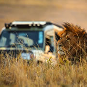 Game drives